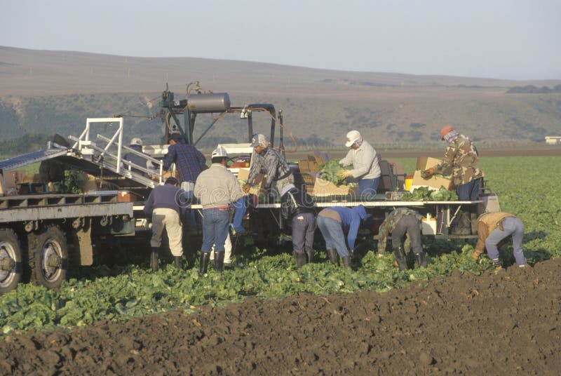 Farm Workers Picking Vegetables Editorial Stock Image Image of jobs, work 23150374