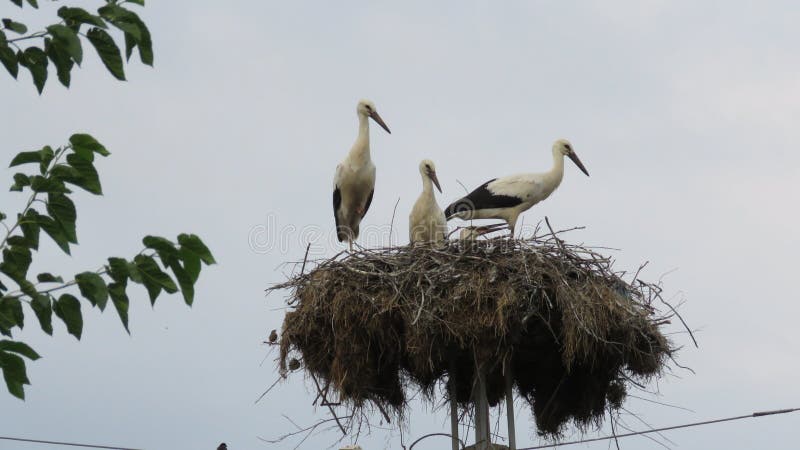 Migrating Birds and Storks Nests. Nesting Stork.
