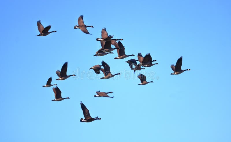 Migrating Canada Geese and the Formation Stock Image Image of animals
