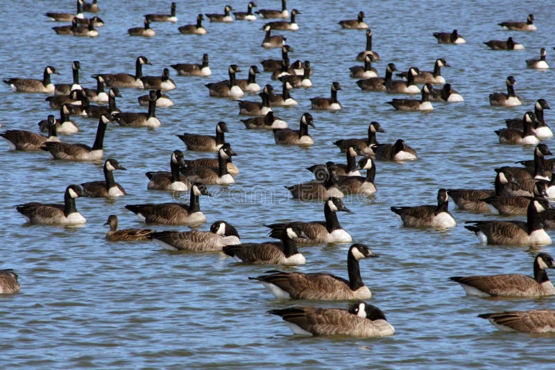 Migrating canadian geese