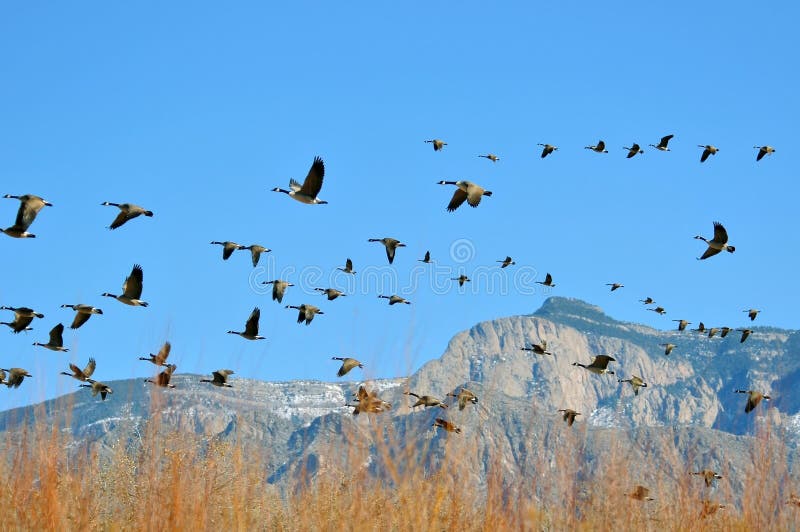 Migrating Canadian Geese royalty free stock images