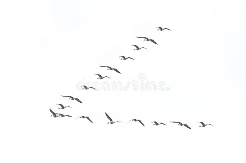 Migrating geese formation