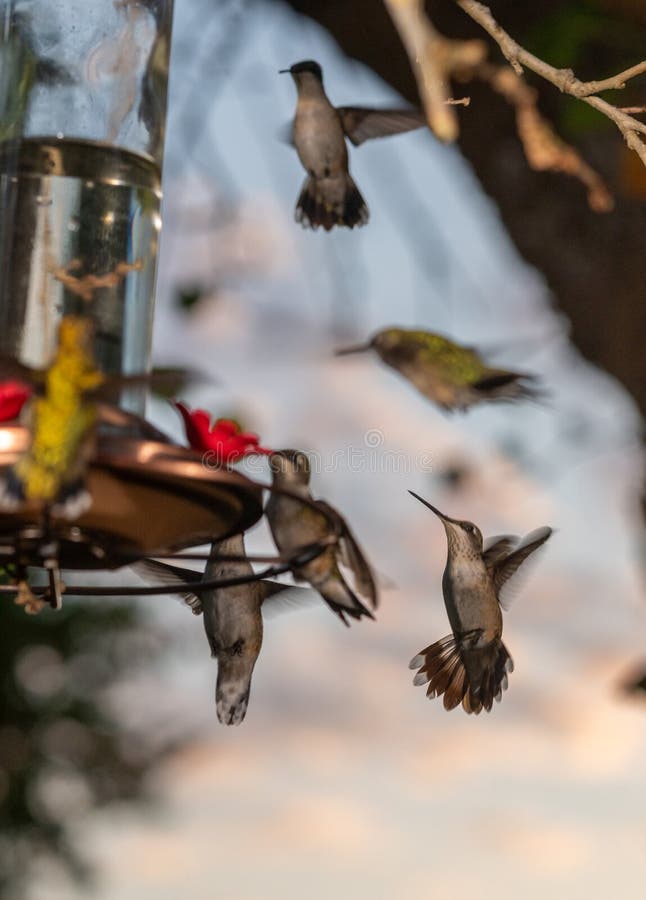 Migrating hummingbirds aggressively swarm the feeder in South Texas..09 27 23..Migrating hummingbirds swarm the feeder.. Photo by David Pike