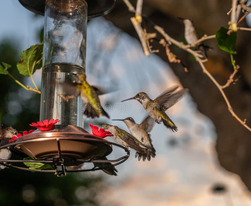 Migrating hummingbirds aggressively swarm the feeder in South Texas.09 27 23..Migrating hummingbirds swarm the feeder..Photo by David Pike