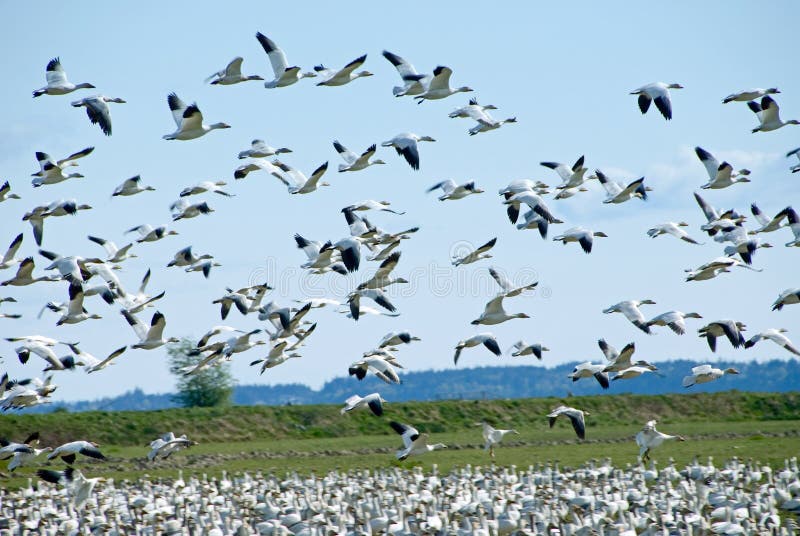 Migrating Snow Geese