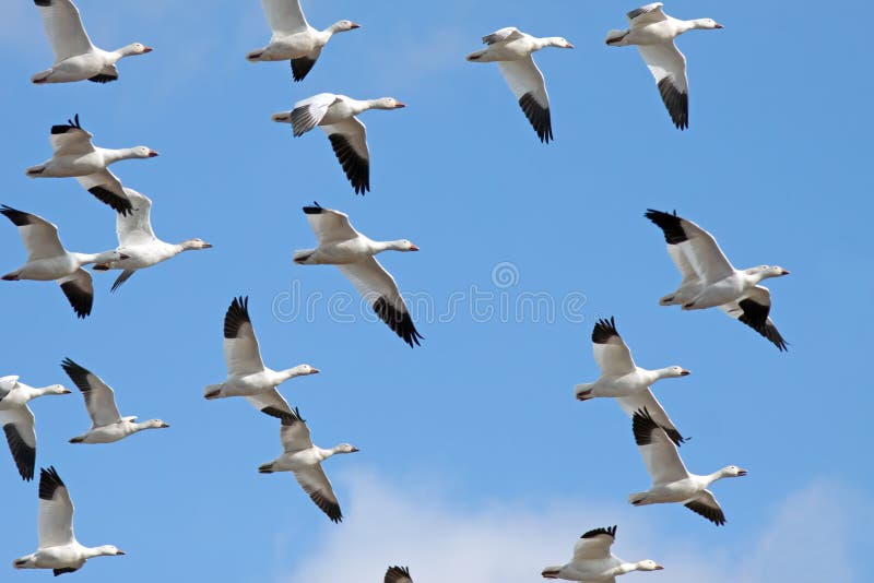 Migrating Snow Geese