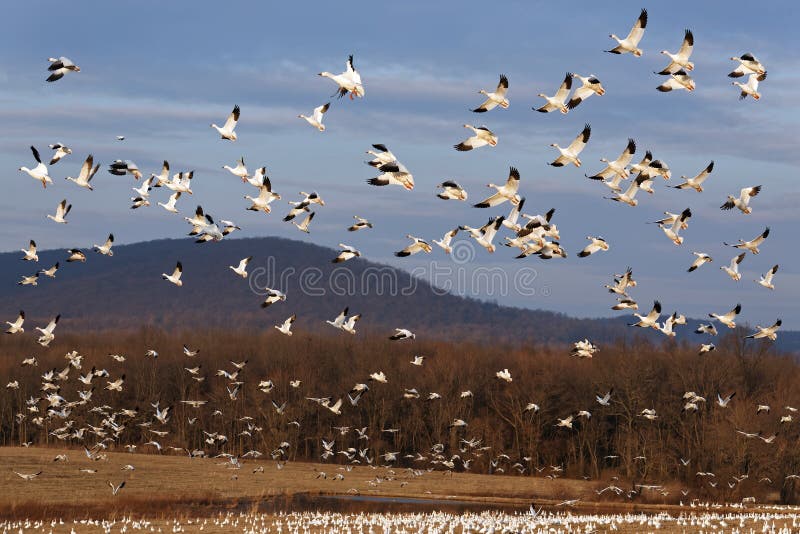 Migrating Snow Geese Fly Up