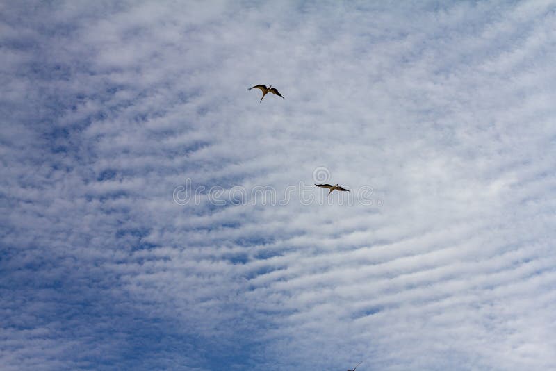 Migrating Storks flying against the blue cloudy sky