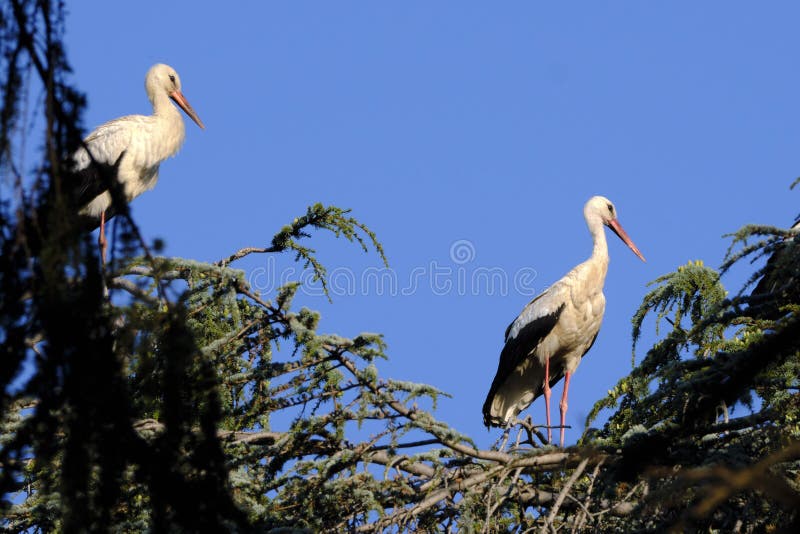 Migrating white storks on a tree