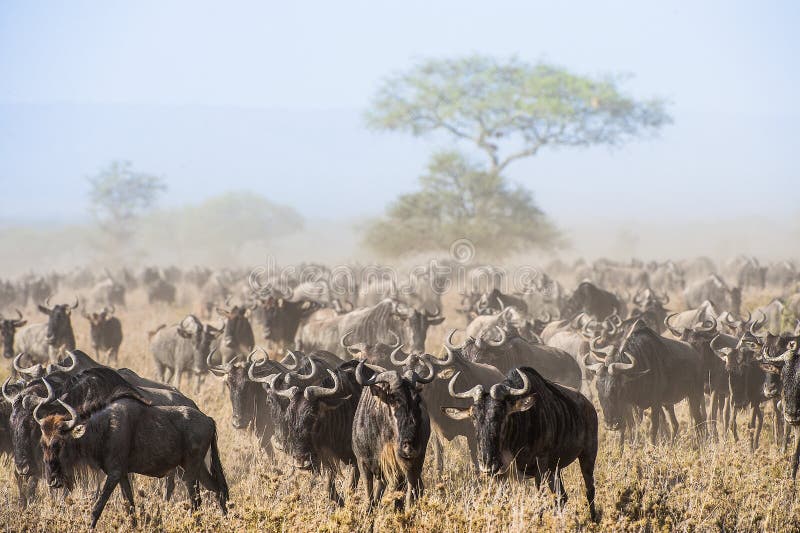 Migration de gnou Le troupeau d'antilopes de ?tre execut? va sur la savane poussi?reuse Les gnous, également appelés des gnous ou photo libre de droits Migration de gnou Le troupeau d'antilopes de ?tre execut? va sur la savane poussi?reuse Les gnous, également appelés des gnous ou photo libre de droits