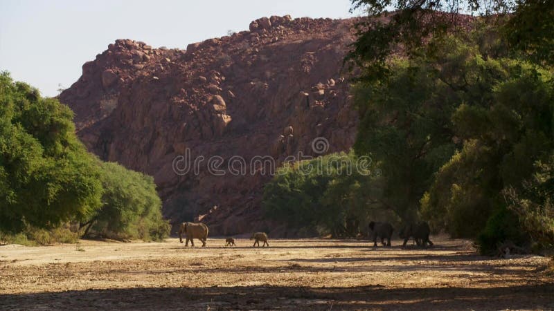 Migration of elephants. Herd of elephants. Evening in the African savannah royalty free stock photo Migration of elephants. Herd of elephants. Evening in the African savannah royalty free stock photo