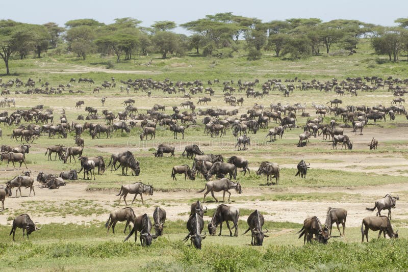 The Migration herds in the Ndutu area, Tanzania
