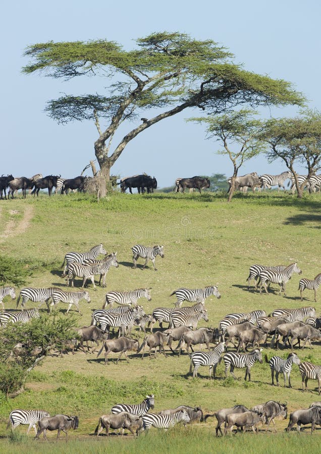 The Migration herds in the Ndutu area, Tanzania