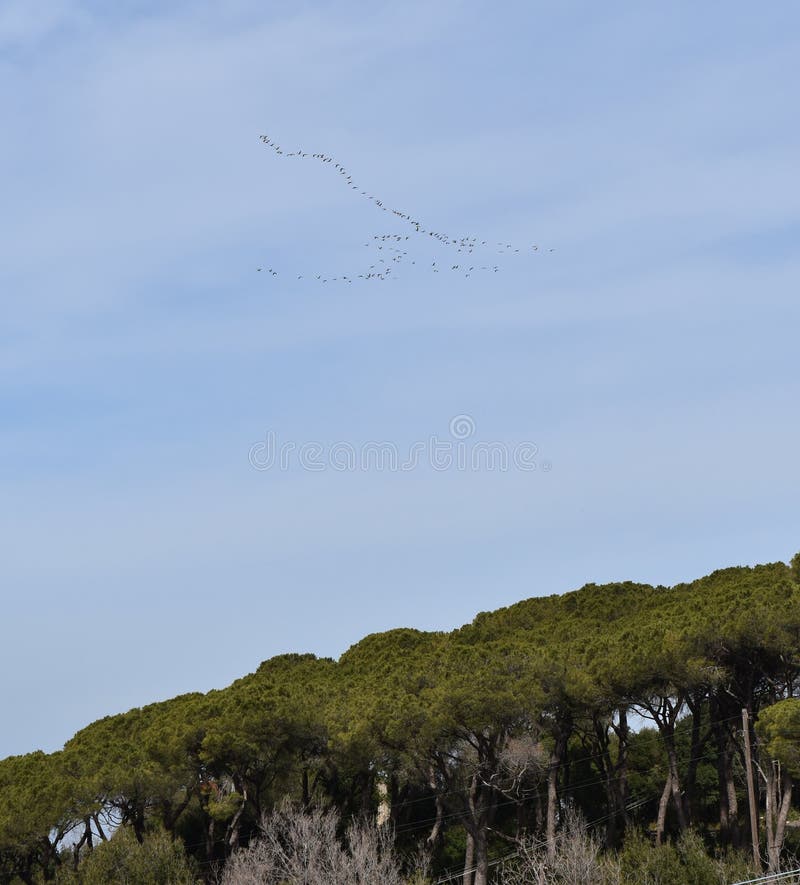 Migration of storks -flight of migrating birds