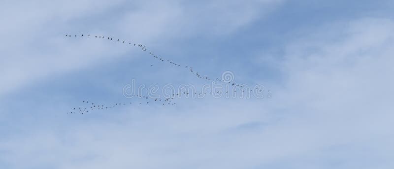 Migration of storks -flight of migrating birds