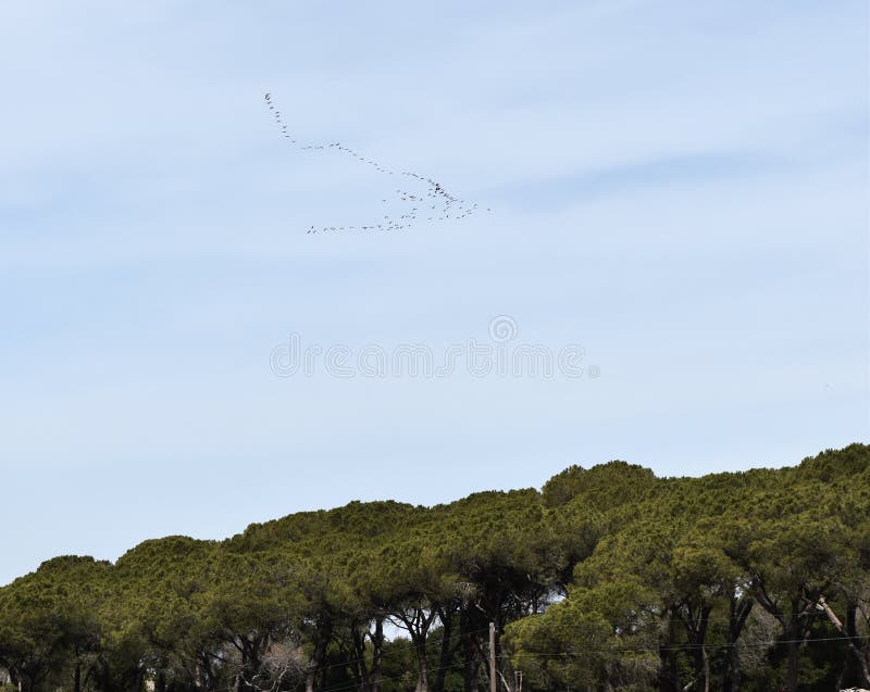 Migration of storks in a V formation