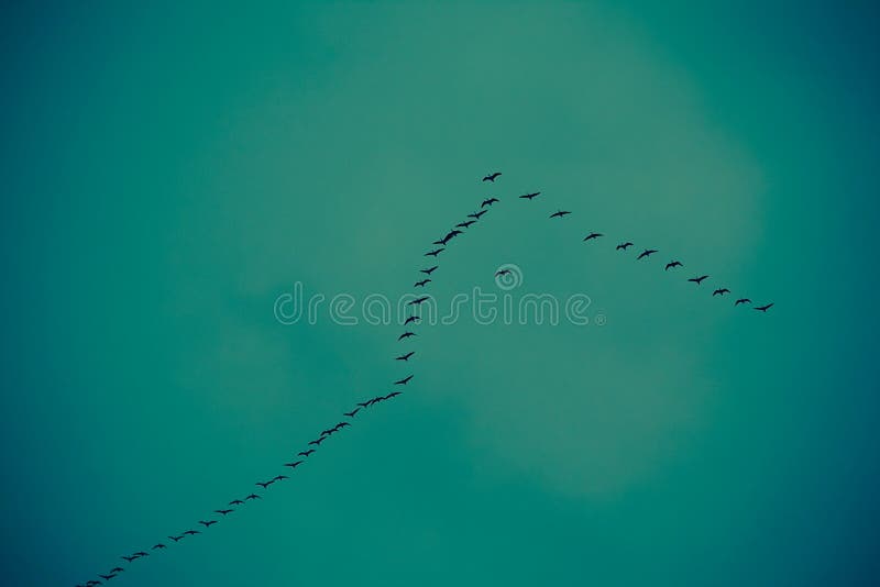 Migration of wild-gooses