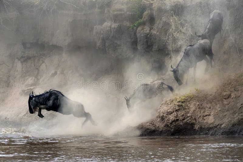 Migration of wildebeest