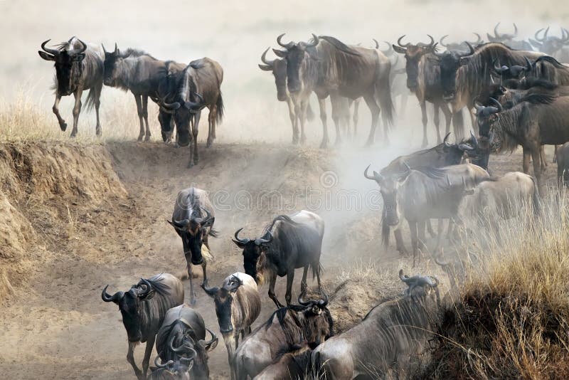 Migration of wildebeest