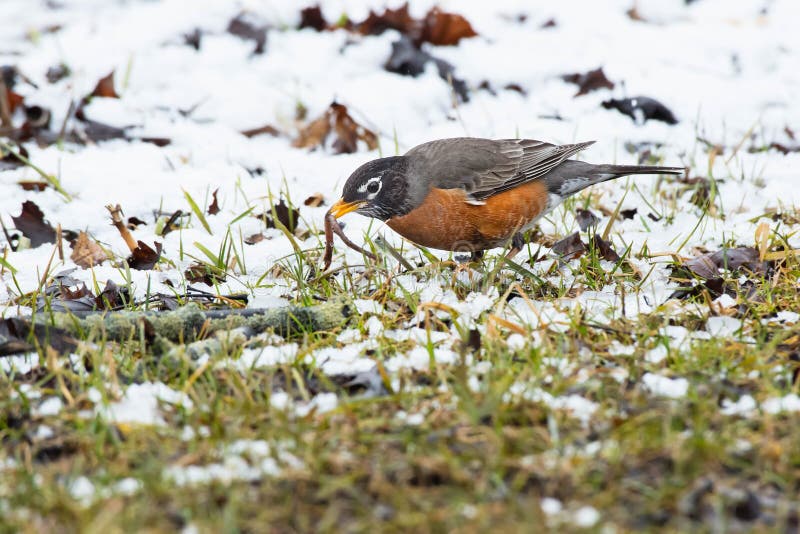 Американец Робин - migratorius Turdus стоковое фото rf Американец Робин - migratorius Turdus стоковое фото rf