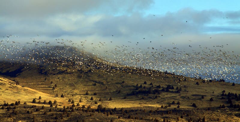 Migratory Birds Flying Over Hills