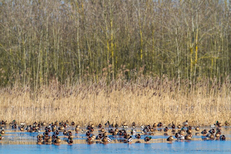 Migratory birds in icy swamps in winter oasis wwf la francescana carpi