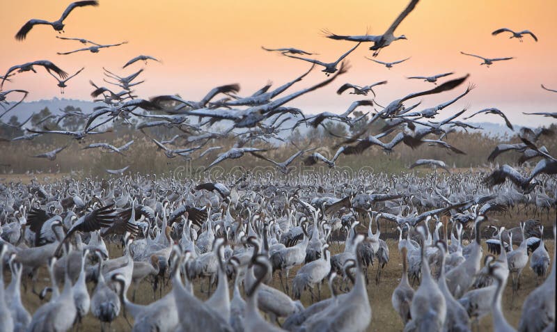 Migratory birds in the nature reserve in Israel