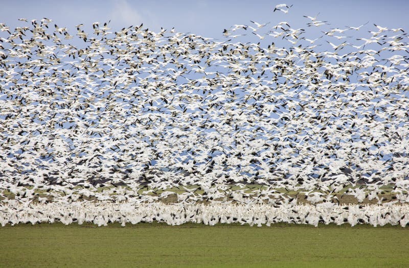 Migratory Geese