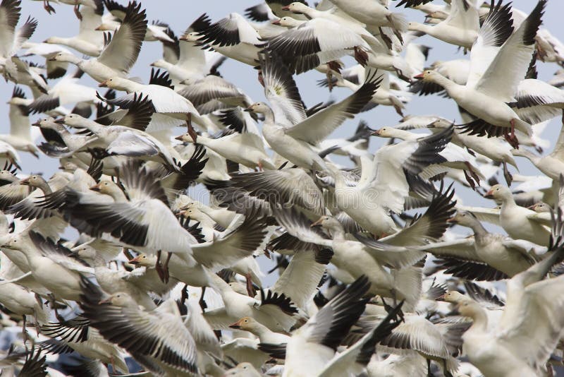 Migratory Geese