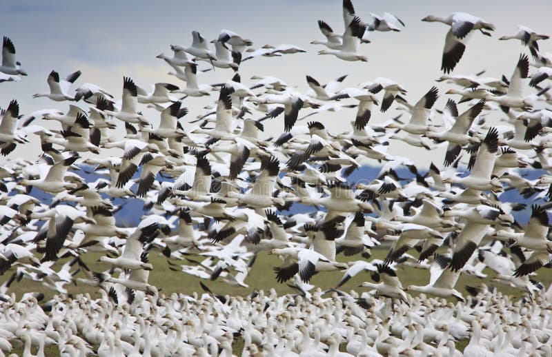 Migratory Geese