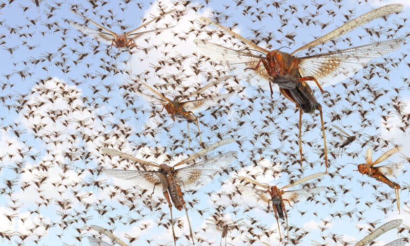 Migratory locust swarm