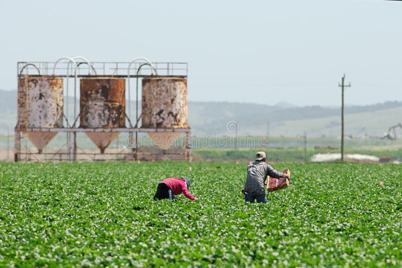 Two migrant farmworkers perform backbreaking work picking strawberries along the centeal coast of California. Two migrant farmworkers perform backbreaking work picking strawberries along the centeal coast of California