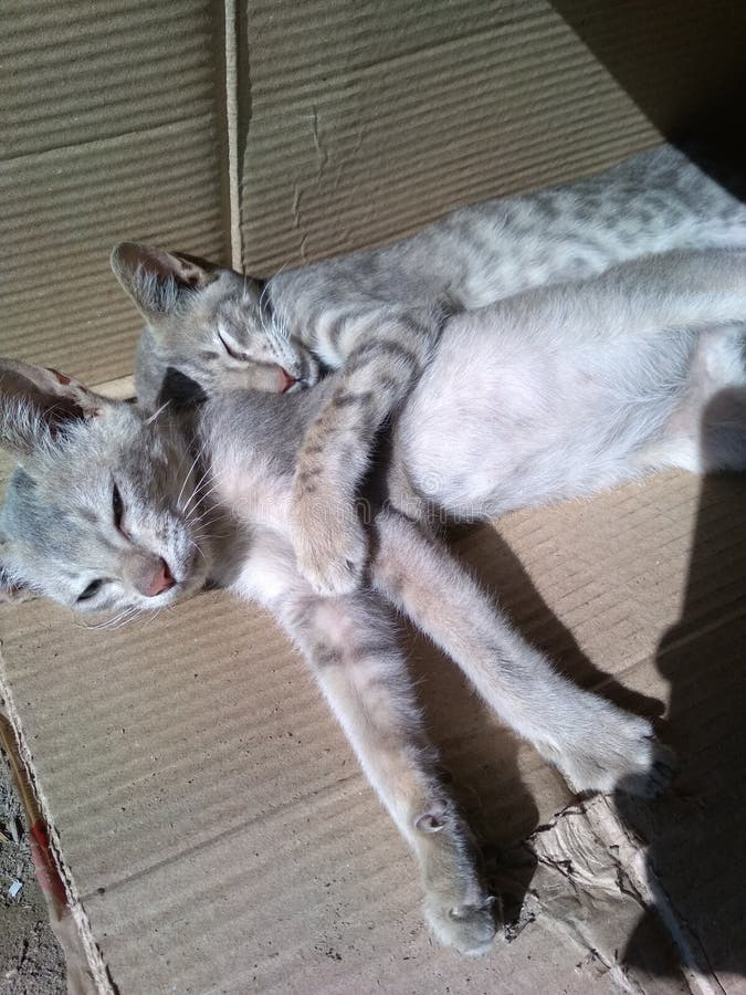 Mijn mooie katten stock afbeelding Mijn mooie katten stock afbeelding