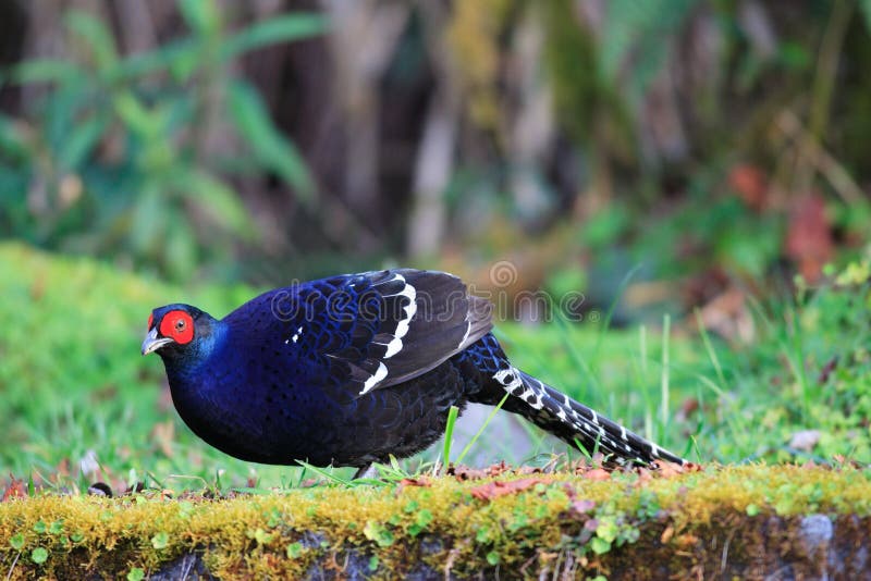 MIkado Pheasant male stock photo MIkado Pheasant male stock photo