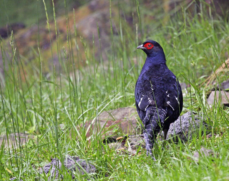 Mikadofazant, Mikado Pheasant, Syrmaticus Mikado Stock Photo - Image of ...