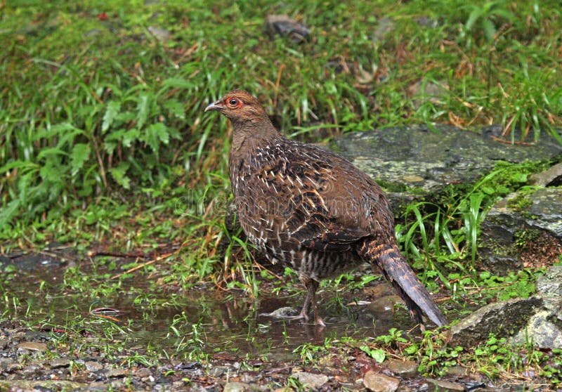 Mikadofazant, Mikado Pheasant, Syrmaticus Mikado Stock Photo - Image of ...