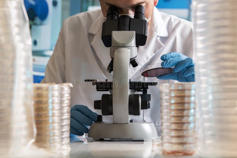 Mikrobiolog pracuje z talerzami w lab obraz stock Mikrobiolog pracuje z talerzami w lab obraz stock