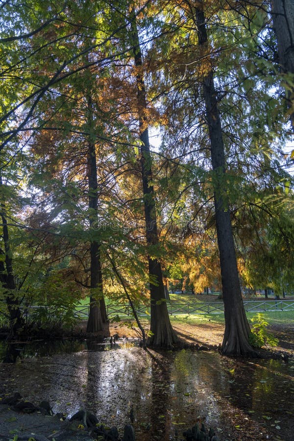 Milan, the Sempione Park in November Stock Photo - Image of italy ...