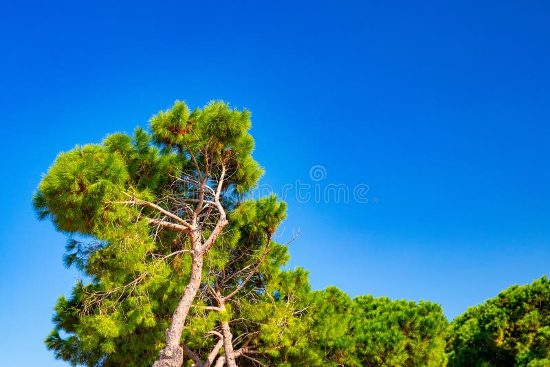 MILAZZO, SICILY, Italy. Selective focus on a Calabrian pine tree against the blue sky stock photos