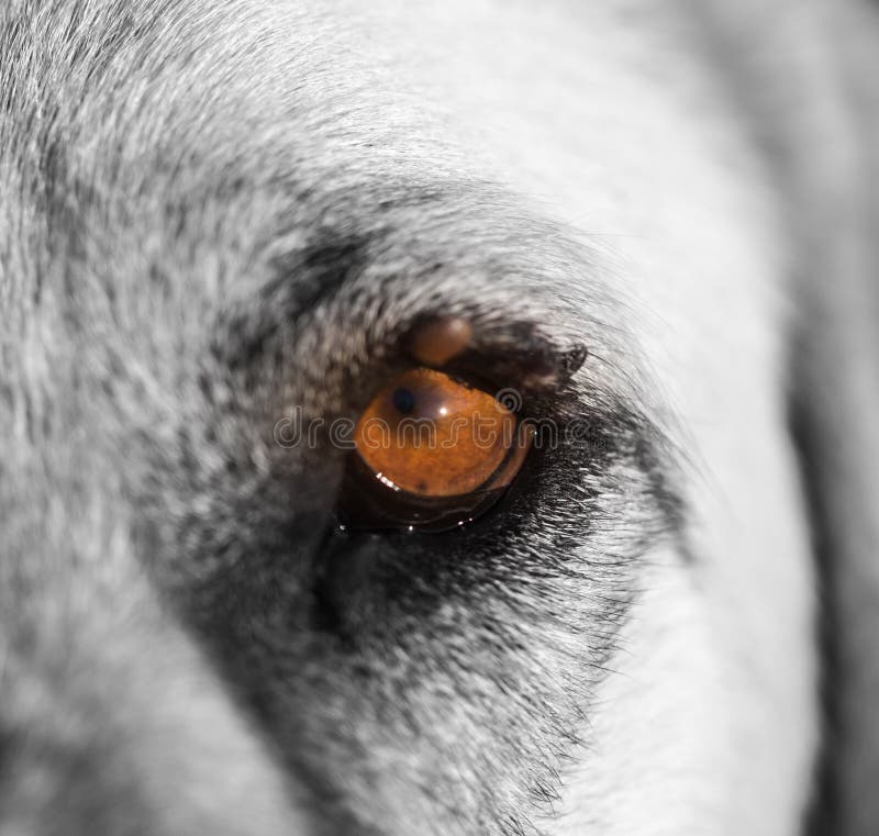 Milben Auf Dem Auge Eines Hundes Stockbild Bild von makro, handschuhe