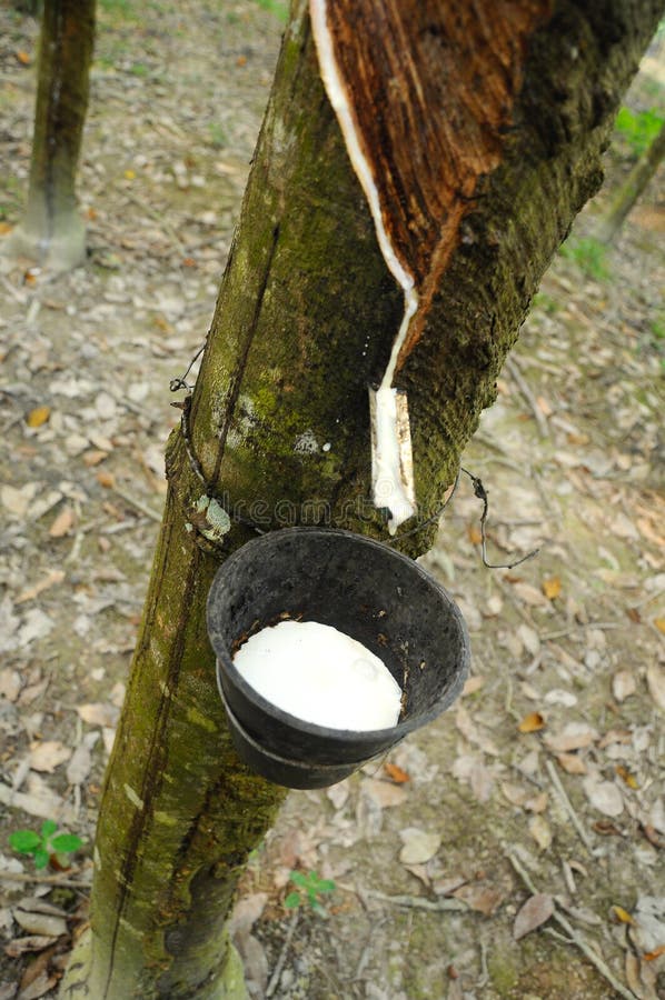 Milchiger Latex extrahiert vom Gummibaum oder von a K A Hevea Brasiliensis als Quelle des Naturkautschuk lizenzfreies stockbild Milchiger Latex extrahiert vom Gummibaum oder von a K A Hevea Brasiliensis als Quelle des Naturkautschuk lizenzfreies stockbild