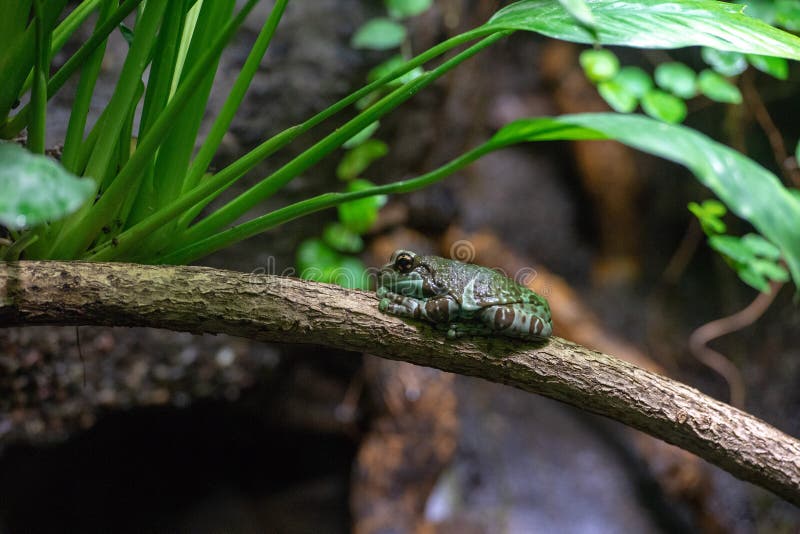 Milchiges Baumamazonas-Froschporträt stockbild Milchiges Baumamazonas-Froschporträt stockbild