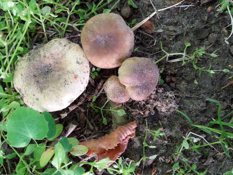 Mild Taste Mushroom Brittle Gills Stock Image Image of forest
