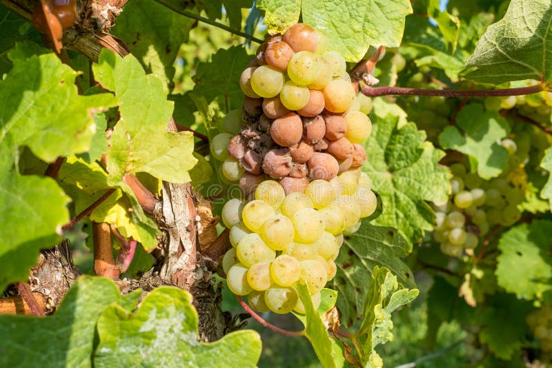 Mildew, Grape Disease, Green Leaves Are Damaged, Brown Spots Of Drying Out Around The Edges