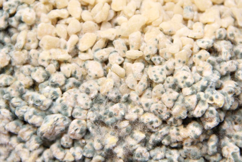 Mildew food stock image. Image of gnocchi, mold, eating 51949049
