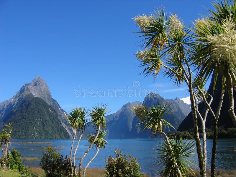Milford Palmtrees photographie stock libre de droits Milford Palmtrees photographie stock libre de droits