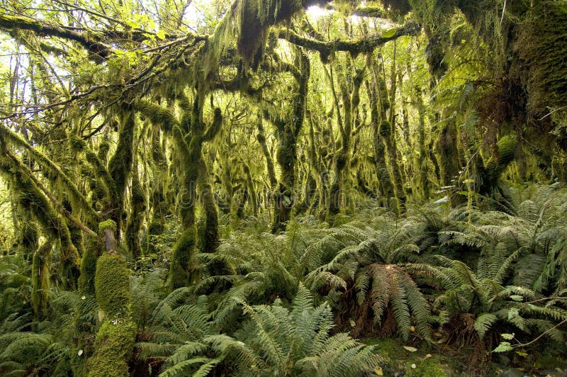 Milford Track - Moss forest