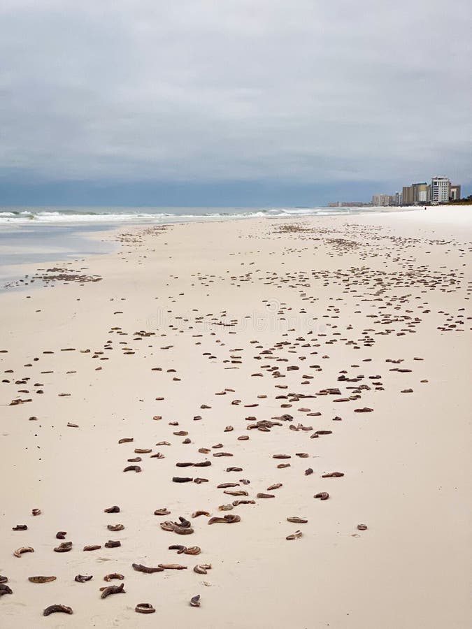 Milhares de pepinos marinhos no destino da flórida praia.