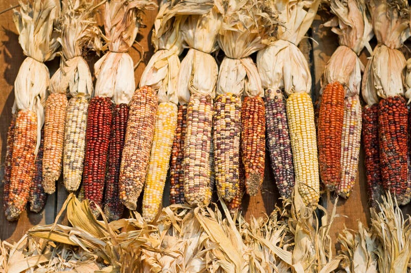 An autumn display of colored or decorative corn. An autumn display of colored or decorative corn.