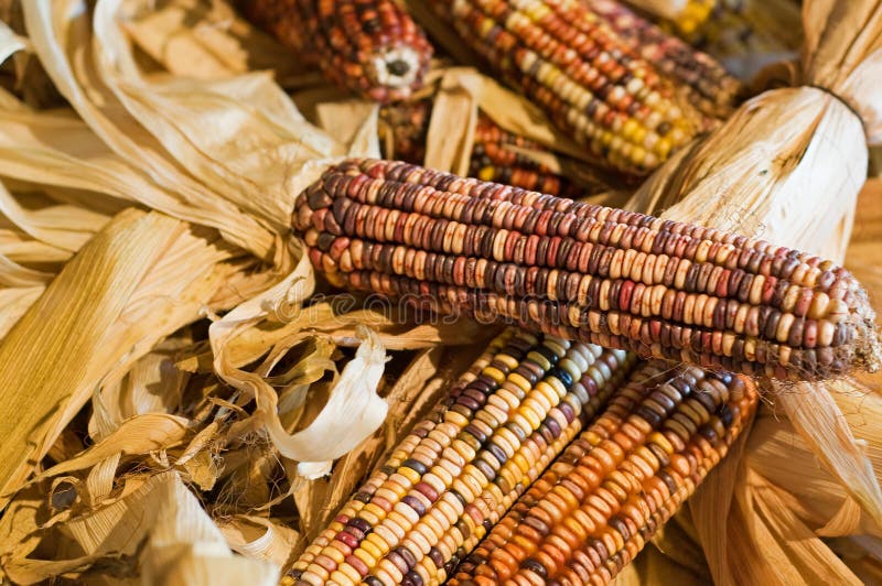 An autumn display of colored or decorative corn. An autumn display of colored or decorative corn.